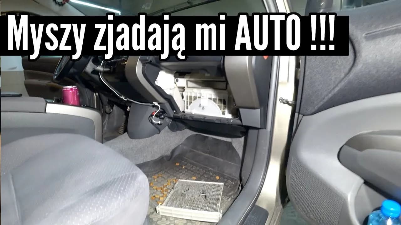 Jak usunąć zapach myszy w samochodzie i zapobiec ich powrotowi Jak usunąć zapach myszy w samochodzie i zapobiec ich powrotowi