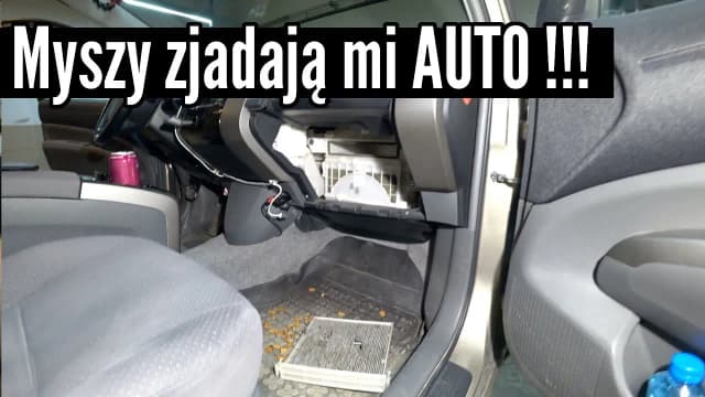 Jak usunąć zapach myszy w samochodzie i zapobiec ich powrotowi Jak usunąć zapach myszy w samochodzie i zapobiec ich powrotowi